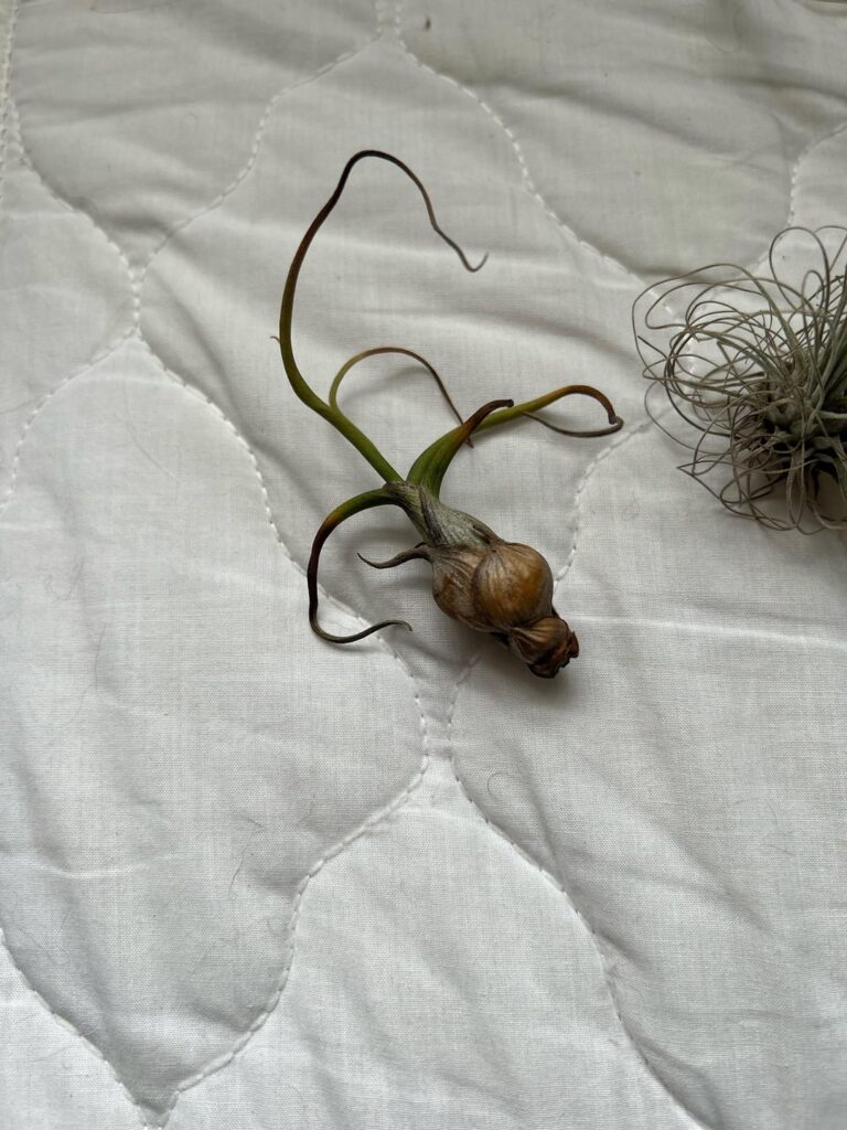 Are they dead/about to die?