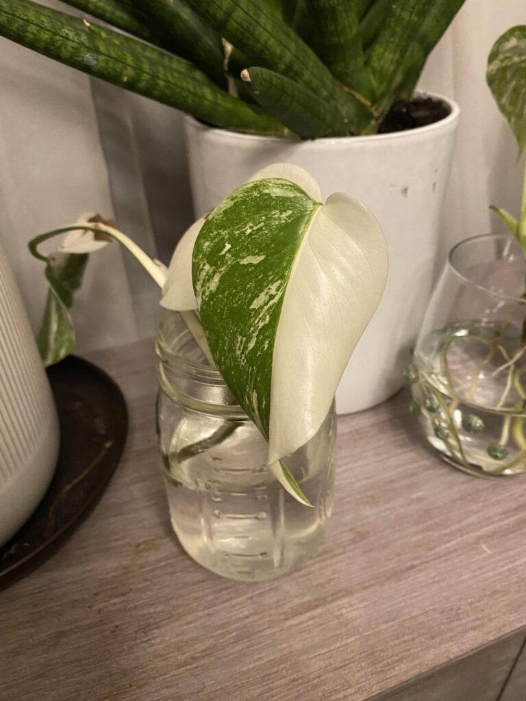 Friend gave me a bunch of variegated monstera cuttings!!!