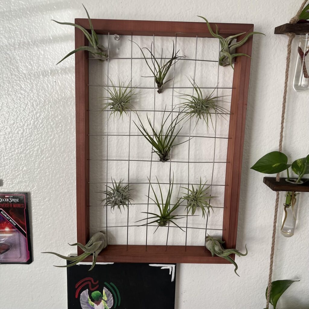 new to air plants, already love ‘em. Literally mobile plants lol