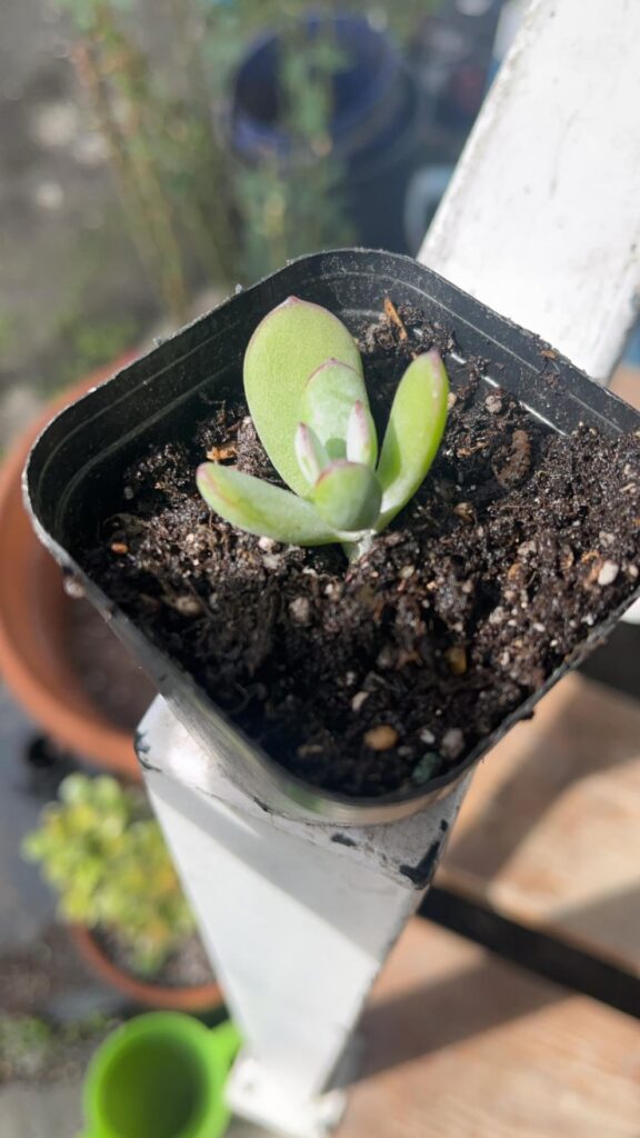 Name of plant 🪴