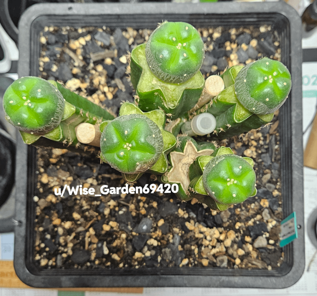 Grafted 9 Feb 2025