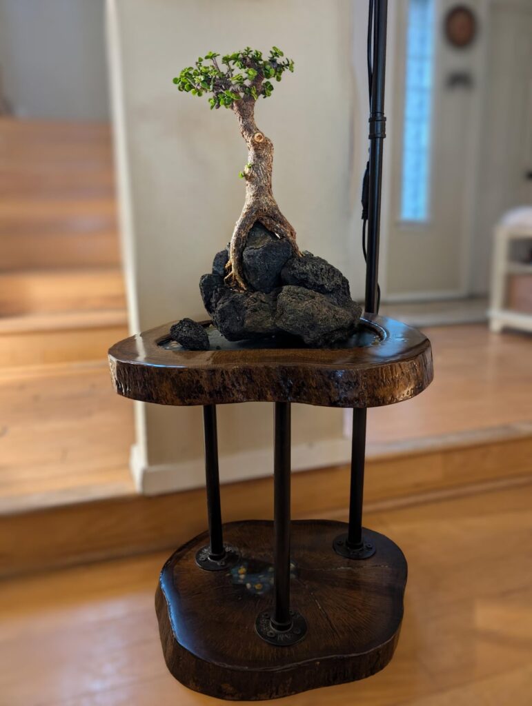 Portulacaria Succulent Bonsai Tree & Custom Built Table w/ Grow Light