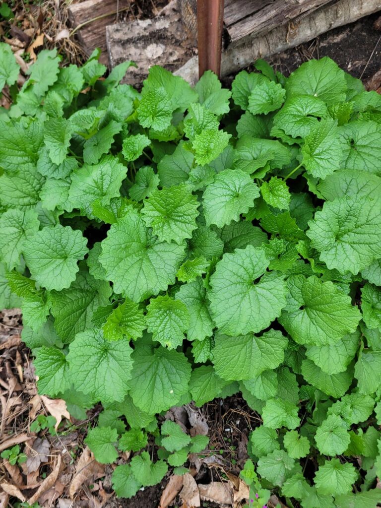 Weed in west Tennessee, zone 7B. Is this garlic mustard?