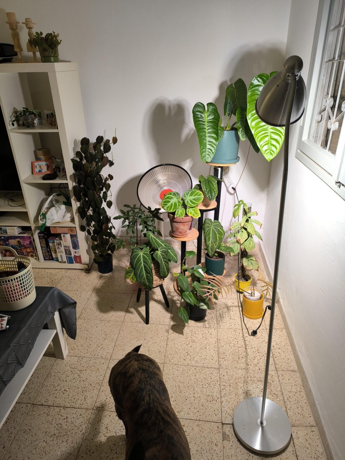 Plant corner