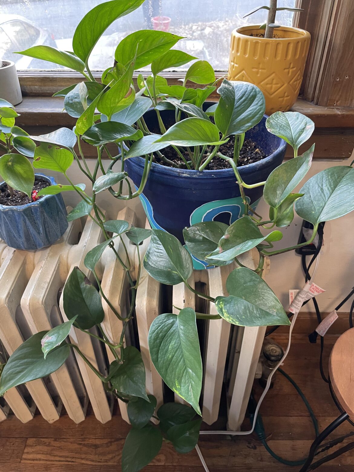 This plant has gone through so much and I appreciate that she still looks this good. Gotta love pothos. This plant has gone through so much and I appreciate that she still looks this good. Gotta love pothos.