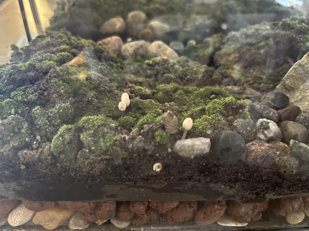 It’s been a week and there are mushrooms!