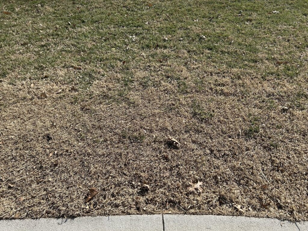 Is this grass?  It turns somewhat green in late Spring.