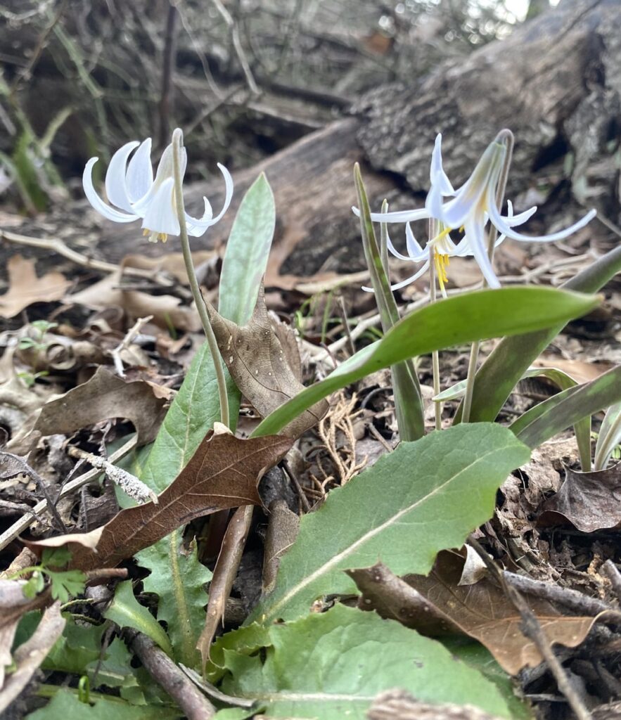 White Trout Lily (aka Fawnlily) spotted in Texas. Lovely!