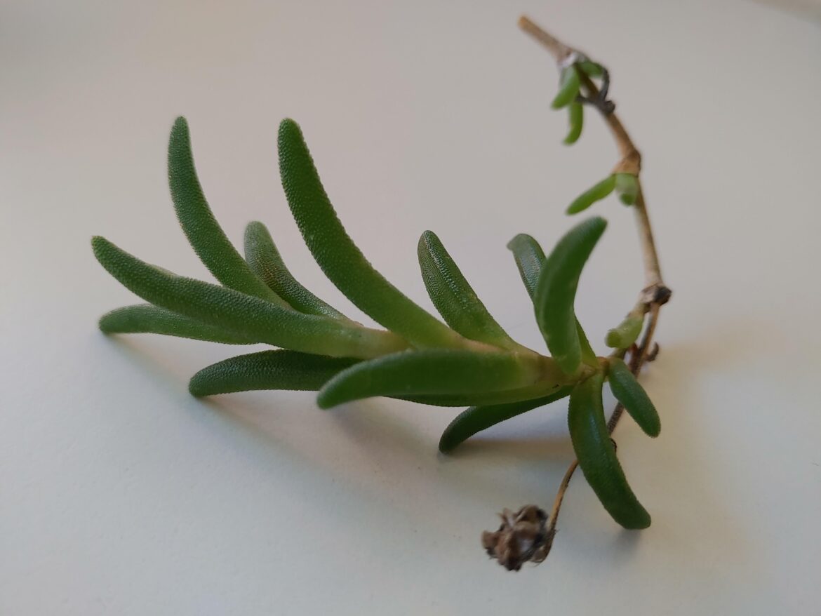 Found on side walk, what is it and is it probable?