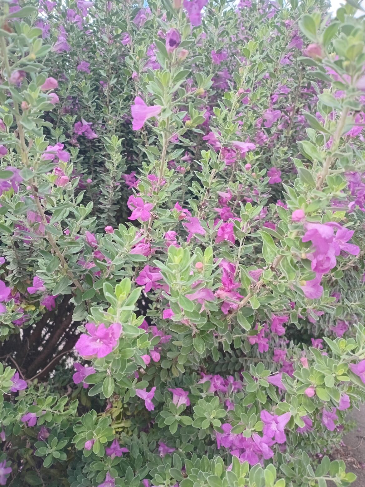 What is this plant? It was about 2.5 metres tall and quite fragrant and had a lot of bees