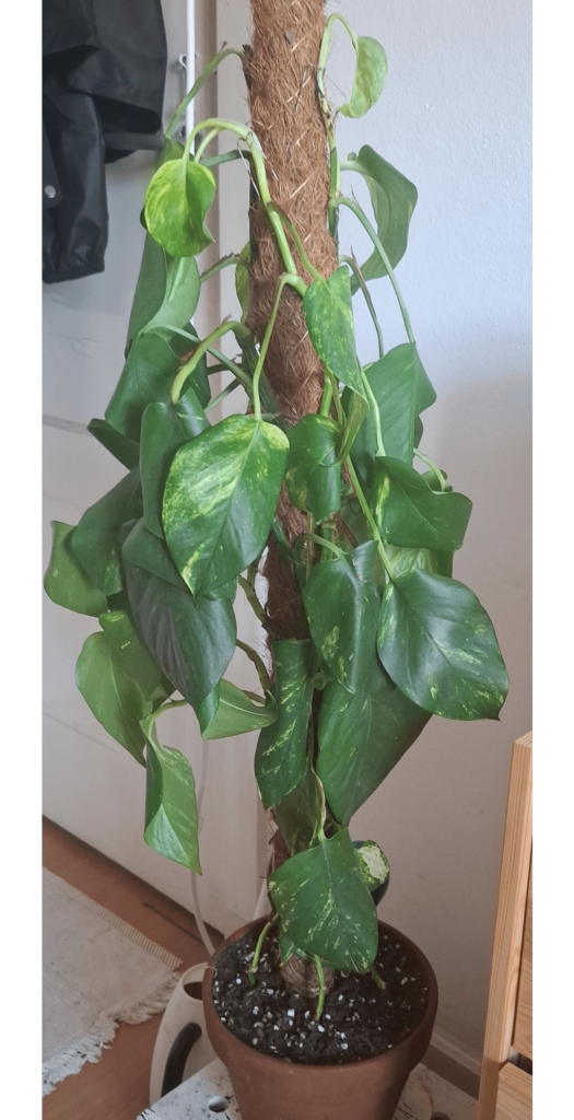 Repotted but now they're sad??