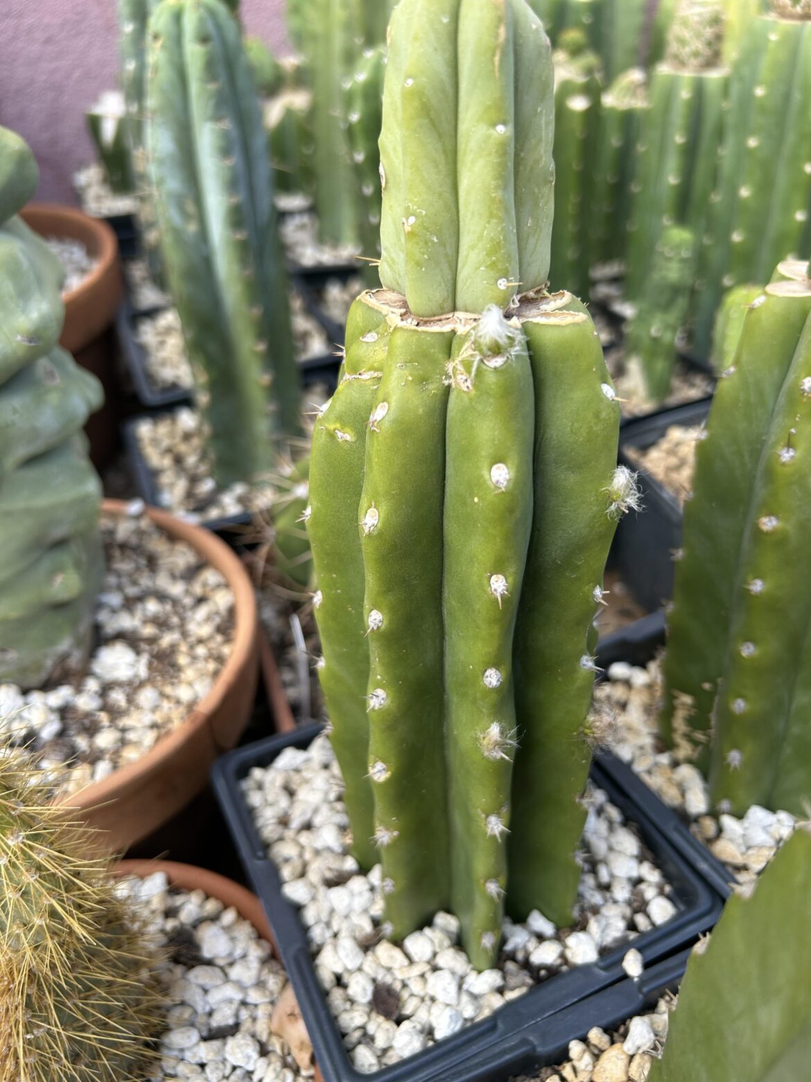 TBM revert graft growing flowers