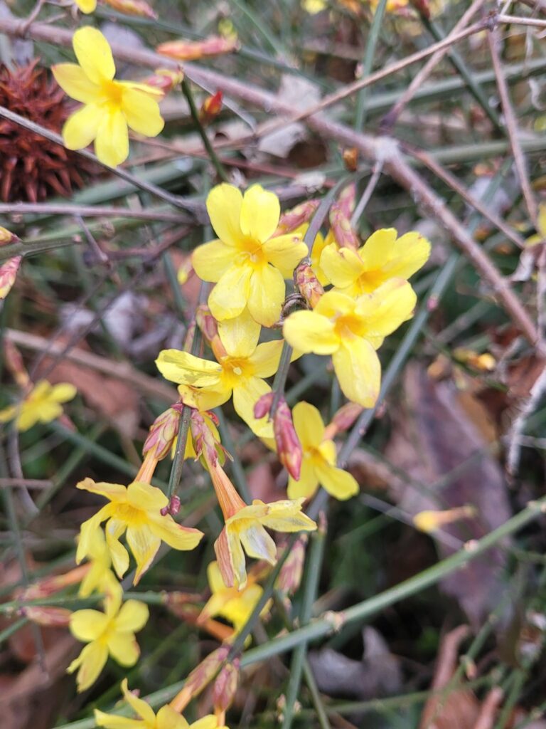 Early bloomer in the midatlantic area! They have 6 petals and grow on long, thin whippy branches, what are they?