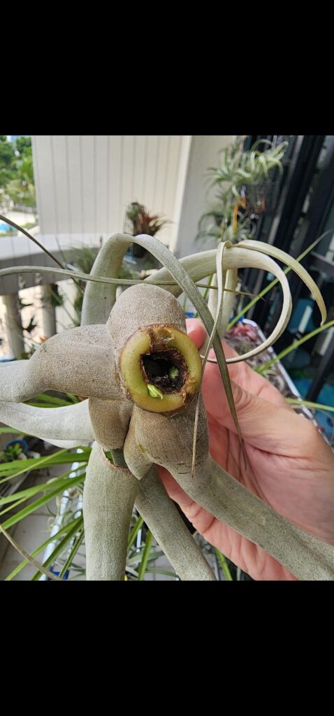 Then and now: 5 months ago, I posted about my xero rotting at the core. It has since grown 2 big pups and 3 smaller ones nestled among the leaves. I'm so glad I didn't throw it away!