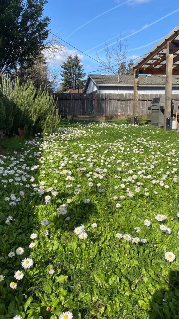 I planted a flowering eco-lawn in our backyard.