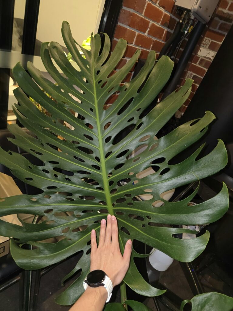 Best way to propogate this Giant Monster? Best way to propogate this Giant Monster?