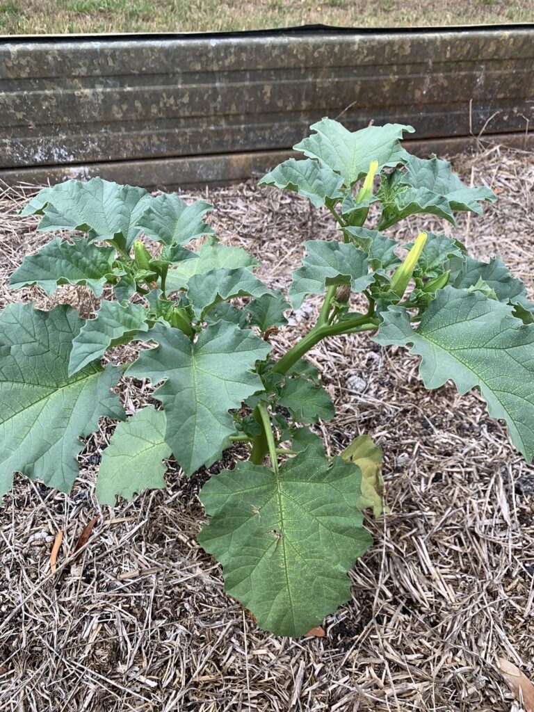 Old unused veggie patch