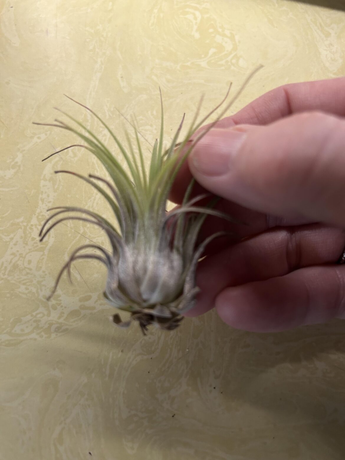 Rot or dry? Rot or dry?