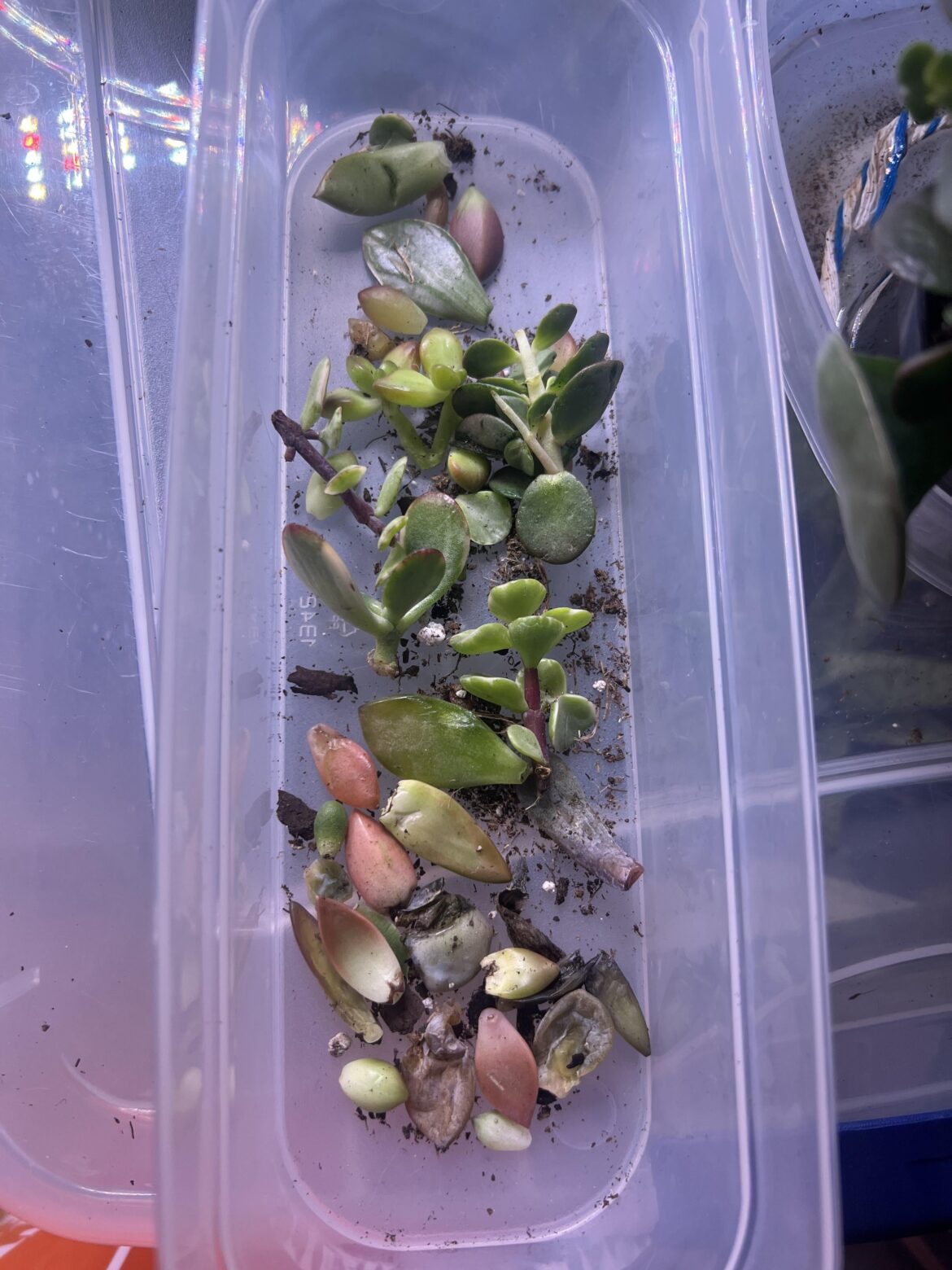 My pick ups from yesterday! All came from various places. Any advice?