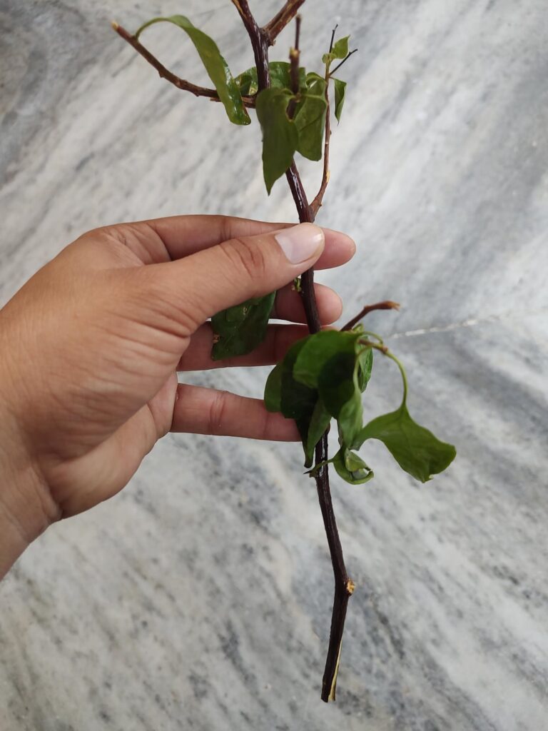 How to propogate bougainvillea?