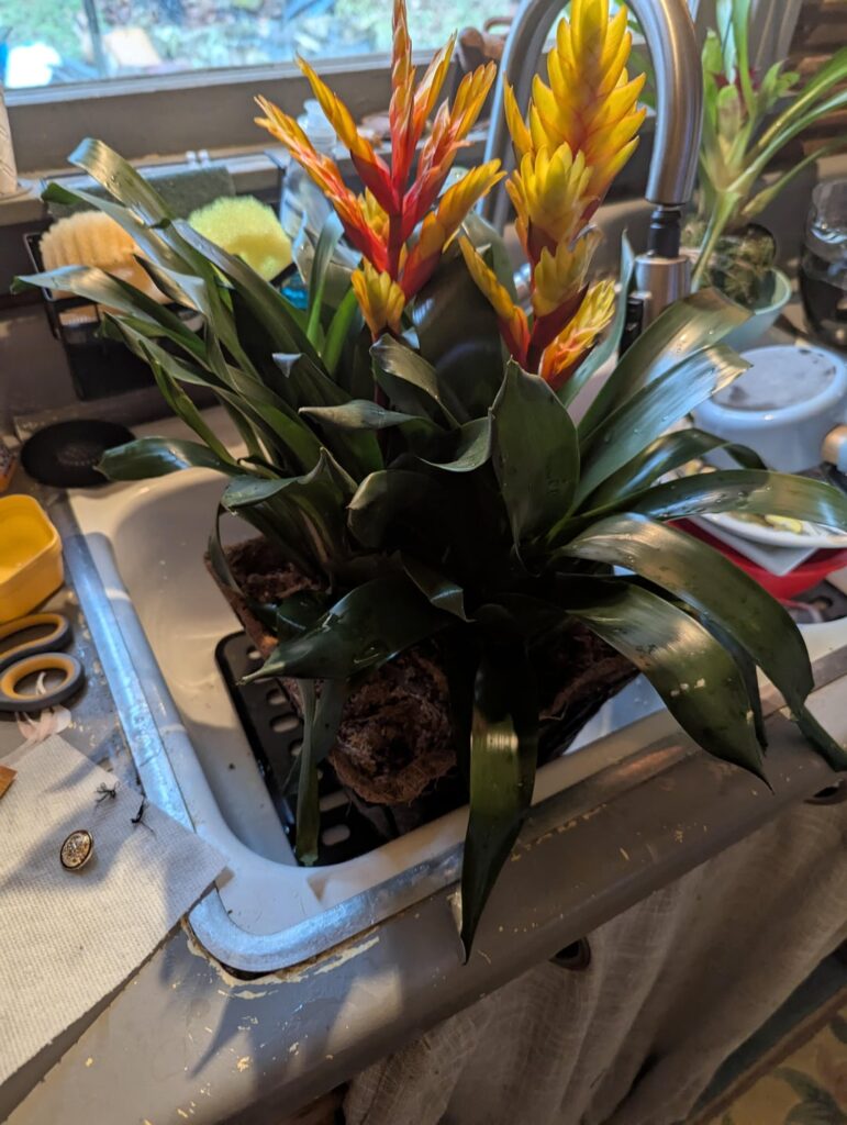 Looking for tips for caring for my new additions