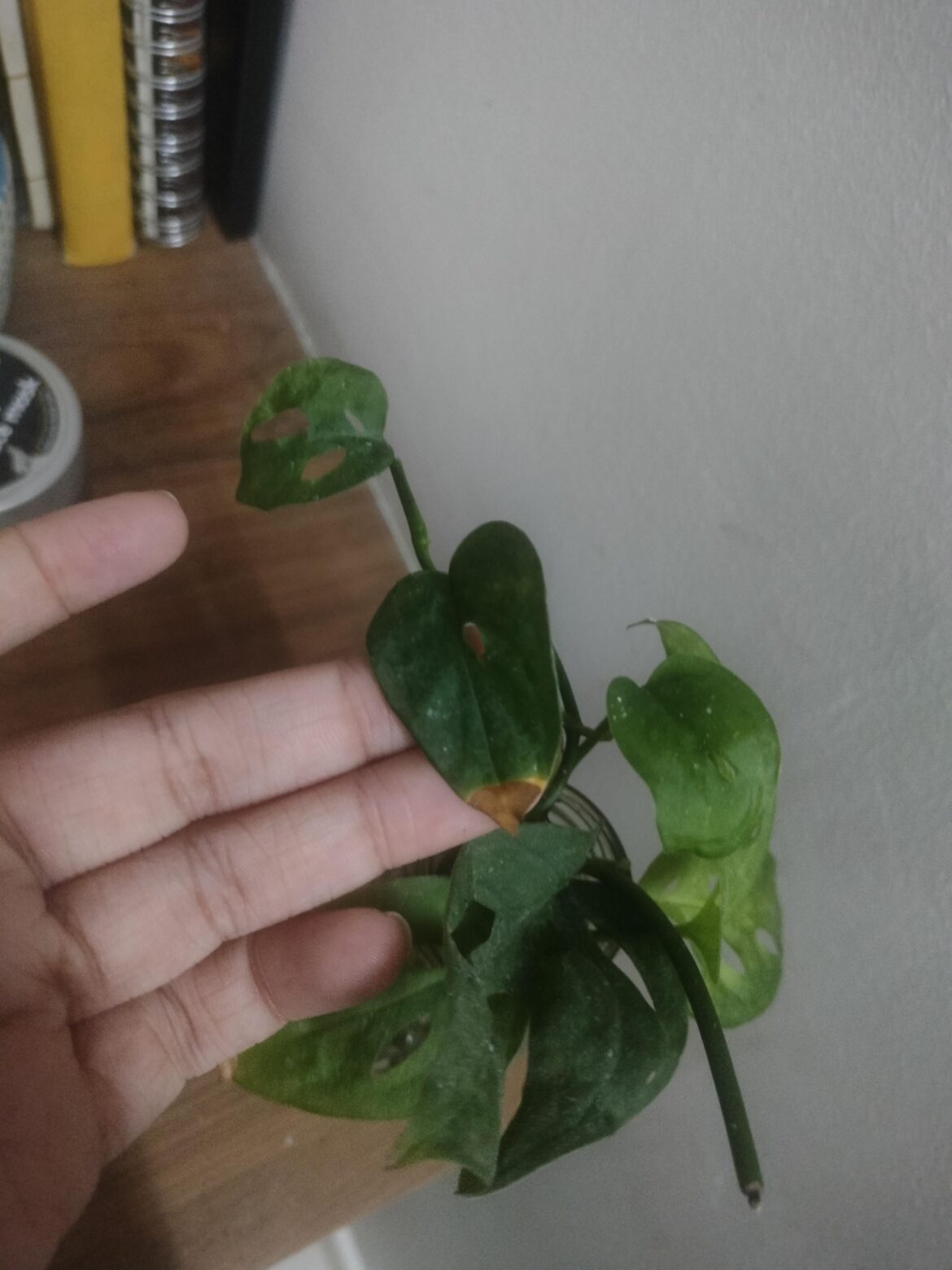 Why are the leaves browning this way?