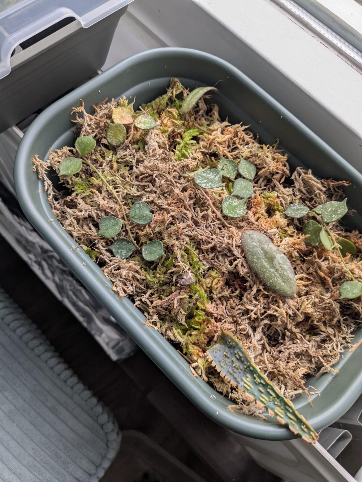Can you grow anything in sphagnum moss?