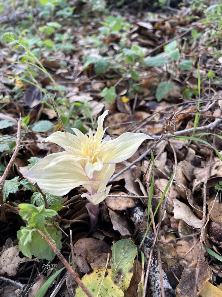 California Wildflower Identification
