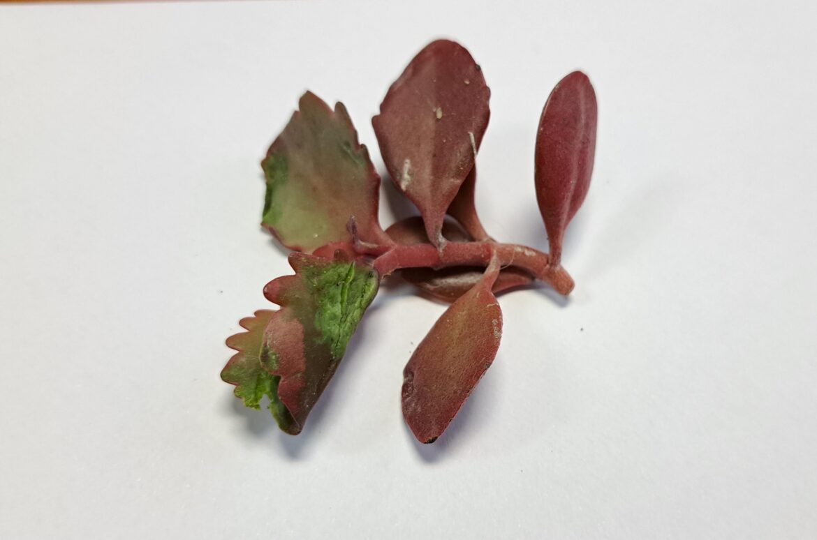 Is this cutting propable?