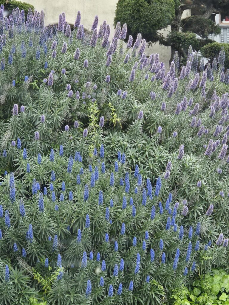 What’s this plant (bush?) with blue and purple flowers in San Diego? Native or not? Thanks! What's this plant (bush?) with blue and purple flowers in San Diego? Native or not? Thanks!
