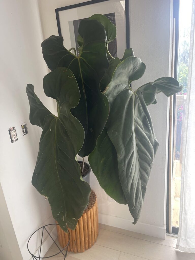 Id? Id?