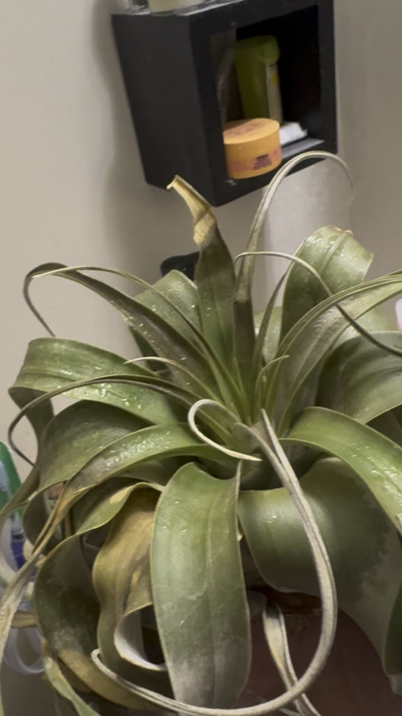 I’ve had it since November place is dry af I’ve been trying my best… did I kill it? I’ve had it since November place is dry af I’ve been trying my best… did I kill it?