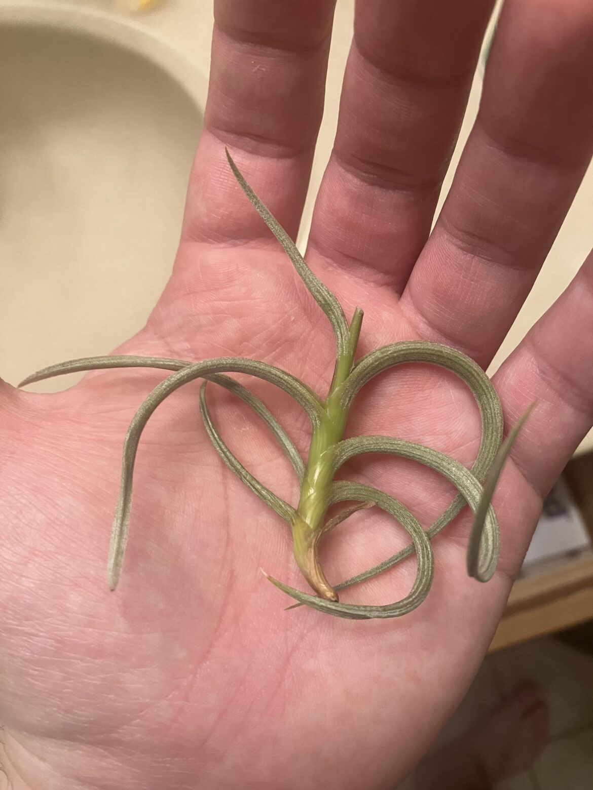 Finished flowering yet I see no signs of pups