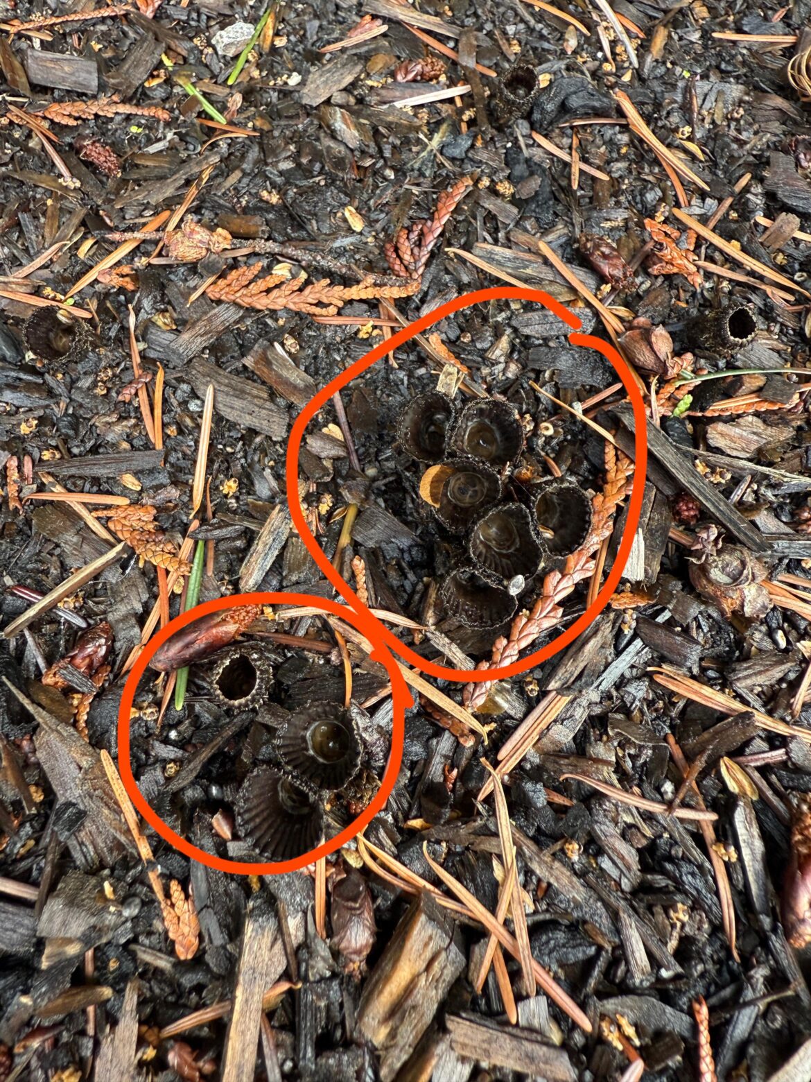 ID Are these some kind of eggs?