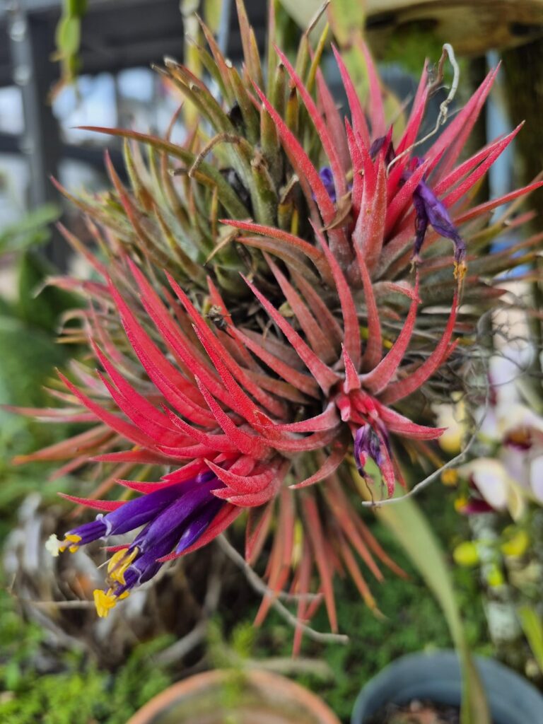 I've never seen a quint bloomer!