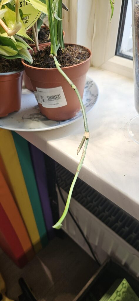 Monstera obliqua is growing a tail and I’m confused. Monstera obliqua is growing a tail and I'm confused.
