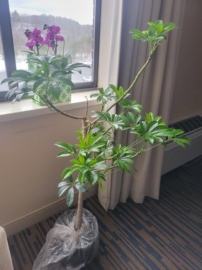 Best way to propagate thick trunk dwarf umbrella tree?