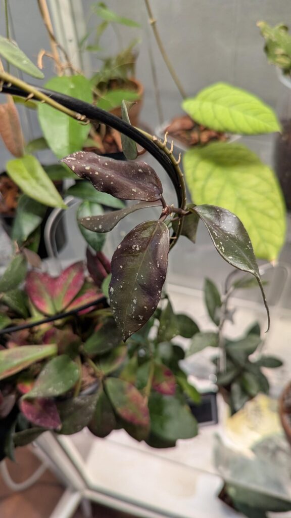 I'm absolutely in love with my Walliniana UT 152's new leaves and pedunks! 🖤🖤🖤