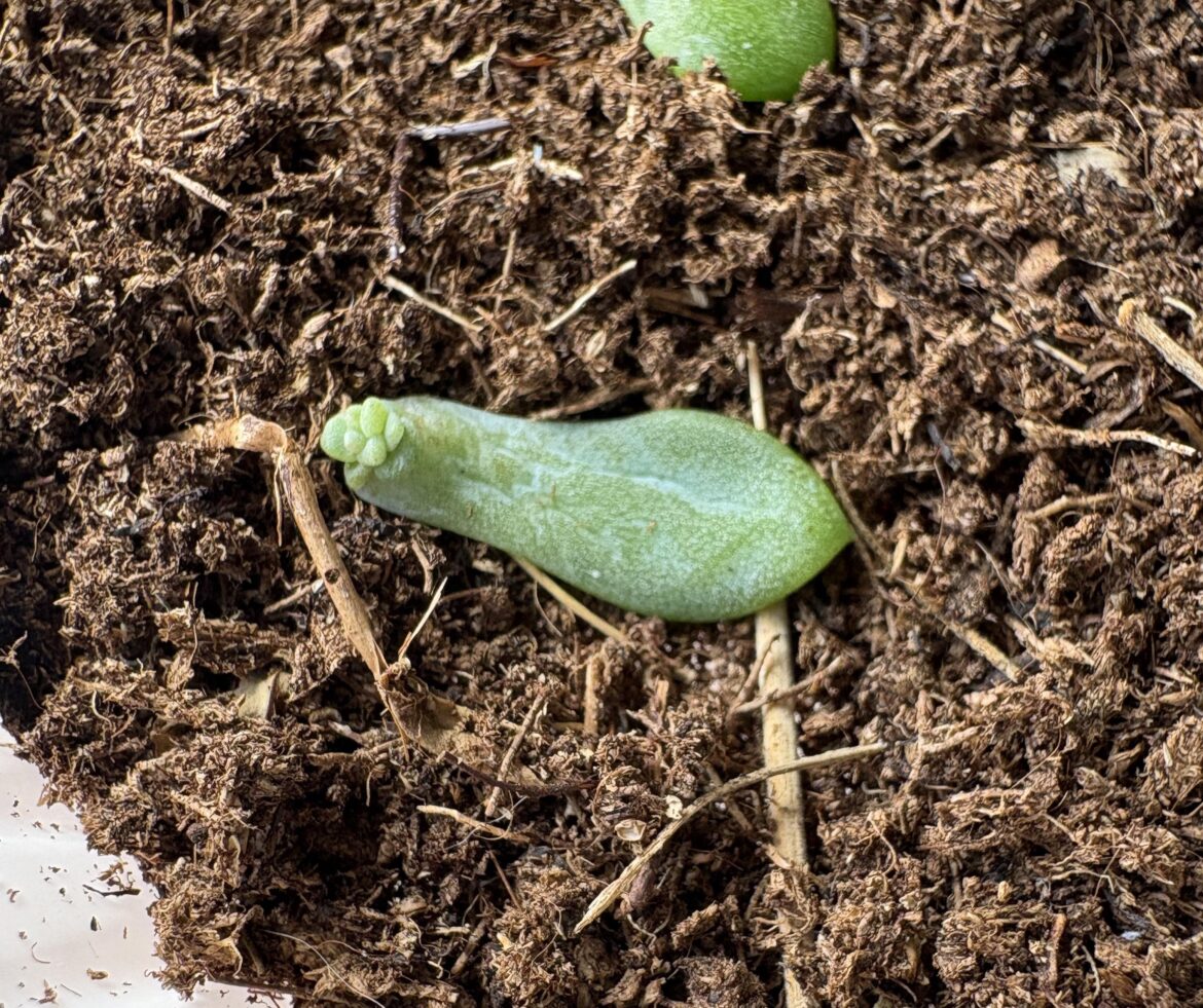 My first baby