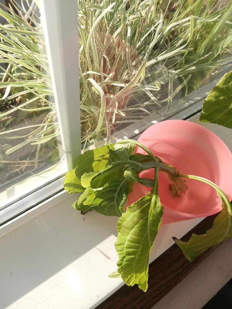 Prop wilting despite being in water