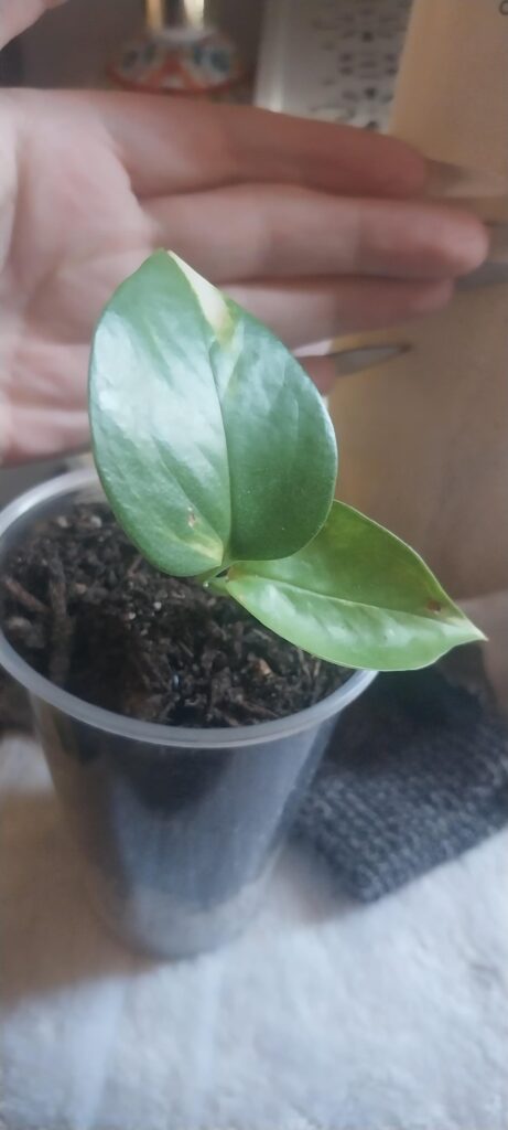 Meet my Pothos! Meet my Pothos!