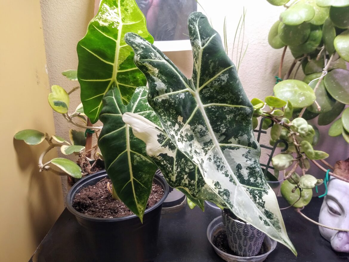 What's a good size clear pot for this Frydek?