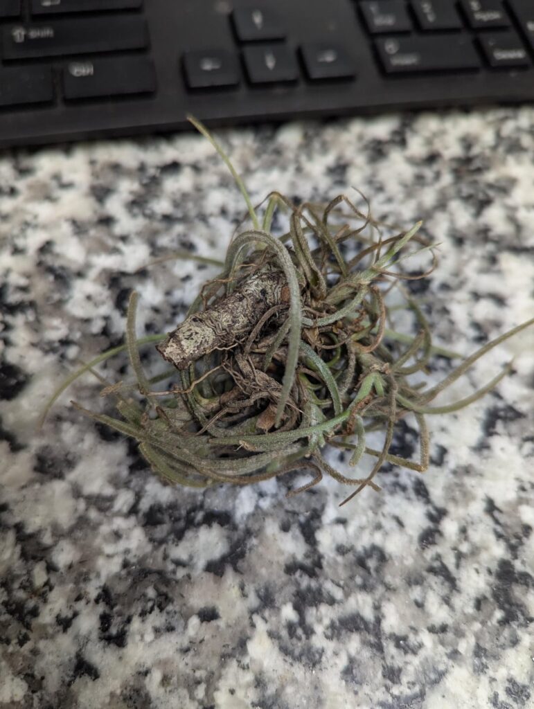 Found outside, looks sick