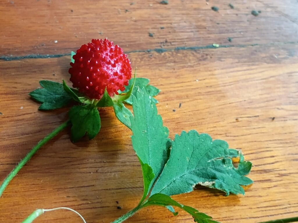 What are these red things?