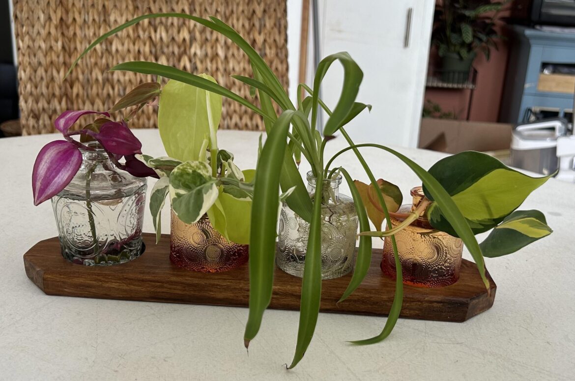 Got a nice propagation station and plants on marketplace !!