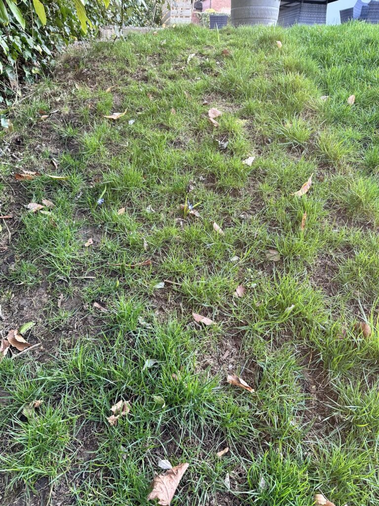 What’s killing my Lawn? What’s killing my Lawn?
