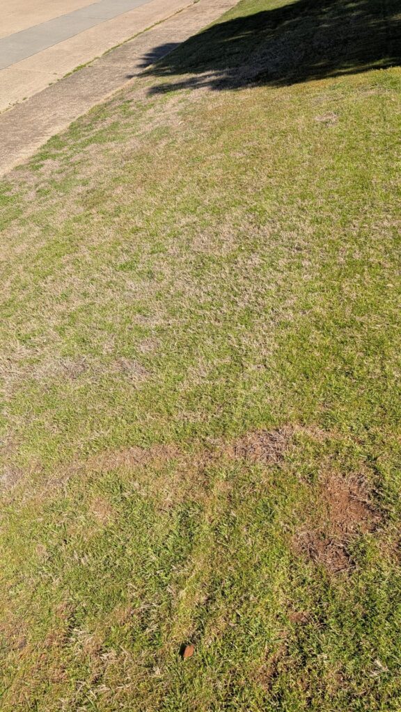 Bought a house. I think my entire lawn is weeds? Bought a house. I think my entire lawn is weeds?