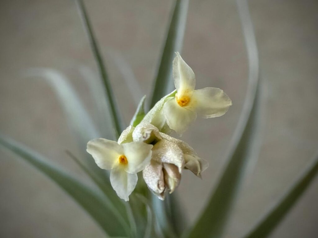 First bloom under my care