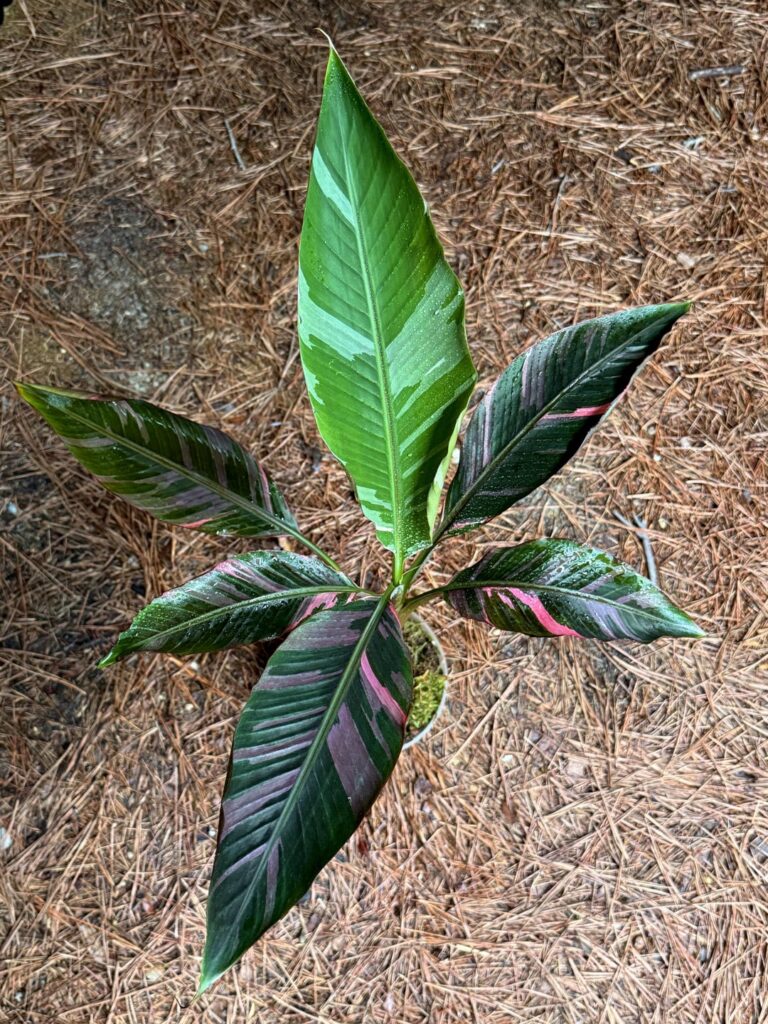 Pink banana