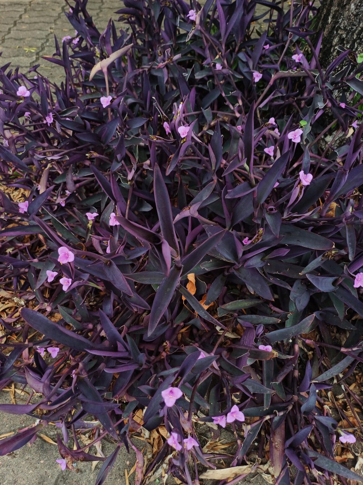 Mysterious purple bush found in Uruguay.